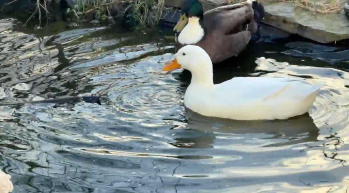 The Ducks