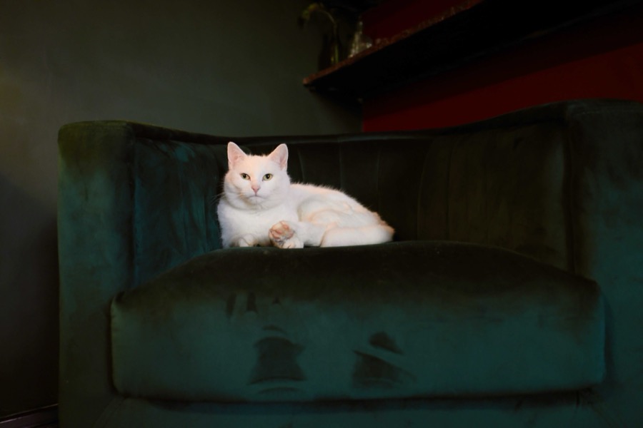 Polly